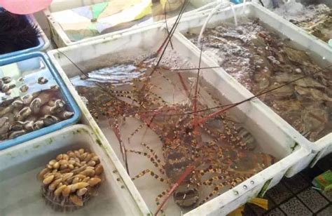 三亚买海鲜哪里最便宜 三亚海鲜市场有哪些_旅泊网