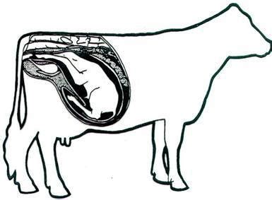 这头牛的胎向和胎位分别是（）。 - 上学吧找答案