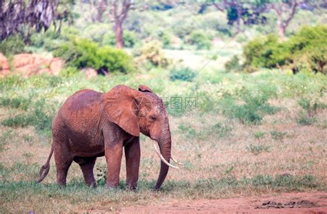 预订野生动物红象正在肯尼亚的草原上行走红象正在肯尼亚的草原上行走游戏高清图片下载-正版图片307713877-摄图网