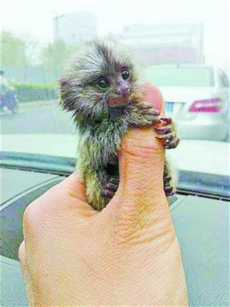 全球最袖珍的猴子，手指大小，它的名字有两字特难听：侏儒|侏儒|手指|名字_新浪新闻