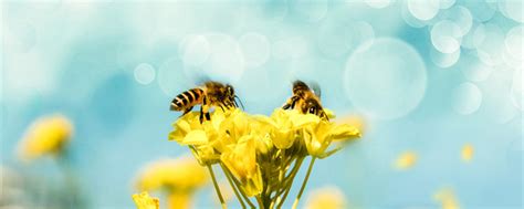 蜜蜂的生活特点、方式 、蜜蜂的生活特征、习性 - 神农千馐