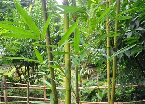干货 | 史上超全竹类植物识别图鉴-绿宝园林网