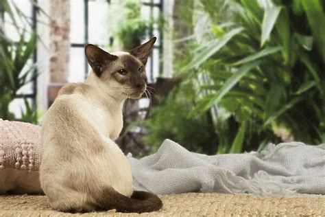 13132077. Siamese cat indoors Date: 17-04-2019 available as Framed ...