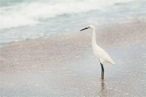 拍客 | 海口成白鹭乐园 闹市区常年见白鹭飞舞-海口新闻网-南海网