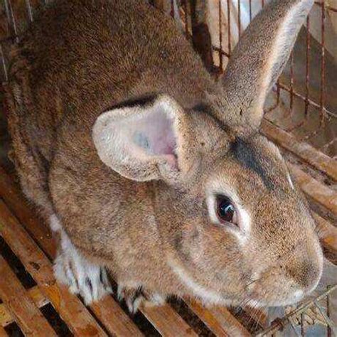 伊拉肉兔养殖成本 回收的肉兔多少钱一斤 内蒙古兔子养殖场-阿里巴巴