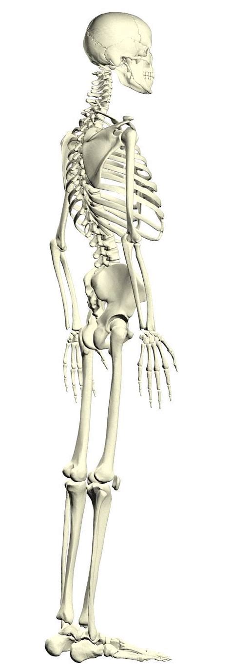 人体结构骨骼图图片-人体结构骨骼图图片素材免费下载-千库网
