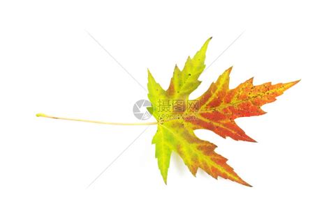 秋天白色的树叶高清图片下载-正版图片303562682-摄图网
