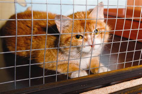 毛白红的猫坐在牢里在笼子里在动高清图片下载-正版图片504174709-摄图网