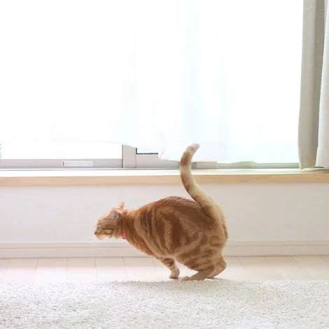 主人喜欢拍家里的橘猫奔跑的瞬间，这一瞬间也是魔性，感受下...|魔性|奔跑|主人_新浪新闻