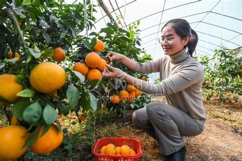江西宜春：田园采摘乐 果业助增收-人民图片网