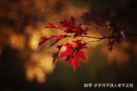 我喜欢秋天矢量书写文字可爱的秋天贺卡上面写着叶子浆果和无花感谢日的秋季概念感谢日的秋季概念插画图片下载-正版图片303764617-摄图网