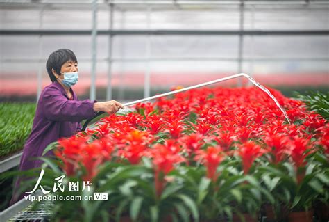 江苏泰州：智能温室保障冬季花卉产销两旺【2】--图片频道--人民网
