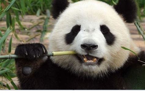 大熊猫吃肉吗（大熊猫的演化过程） – 碳资讯