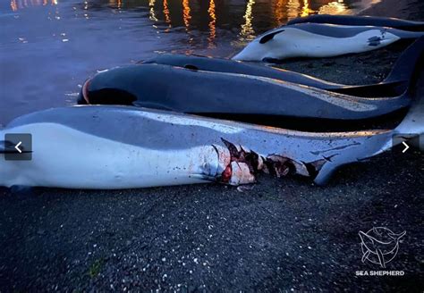 上个月，1428头海豚在法罗群岛被屠杀_澎湃号·湃客_澎湃新闻-The Paper