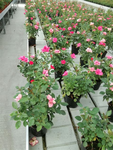 安宁八街：万亩食用玫瑰进入盛花期 日均万人徜徉花海赏花忙 - 资材资讯 - 园林资材网