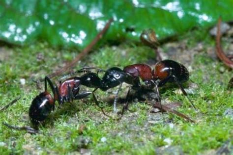 蚂蚁的特点和本领是什么-百度经验