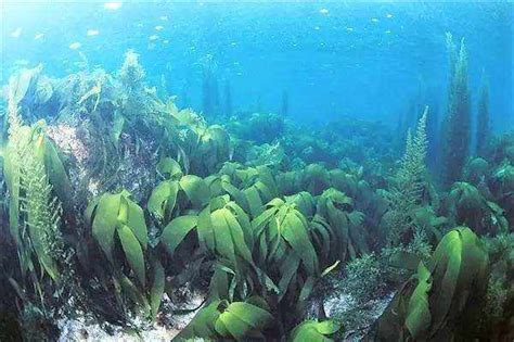 海藻肥是个什么肥？海藻肥对农业种植有哪些好处？_作物
