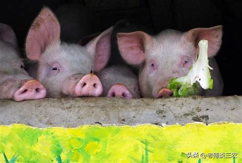 年生猪养殖项目，年出10000头成品猪建1个全新养猪场需投资多少钱