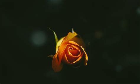 探寻黑色玫瑰花的花语（深入了解黑色玫瑰的含义和象征，让你感受不一样的浪漫气息）_花植网