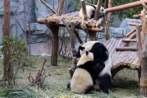 2019成都大熊猫生态园旅游博物馆-旅游攻略-门票-地址-问答-游记点评，成都旅游旅游景点推荐-去哪儿攻略