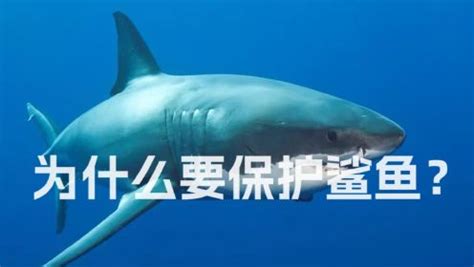 保护鲨鱼的宣传语,保护环境的宣传语,保护眼睛的宣传语_大山谷图库