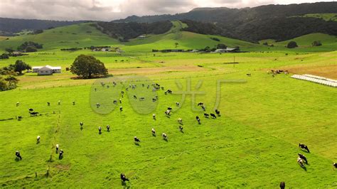 放牧的山羊和奶牛群高清图片下载-正版图片505677477-摄图网