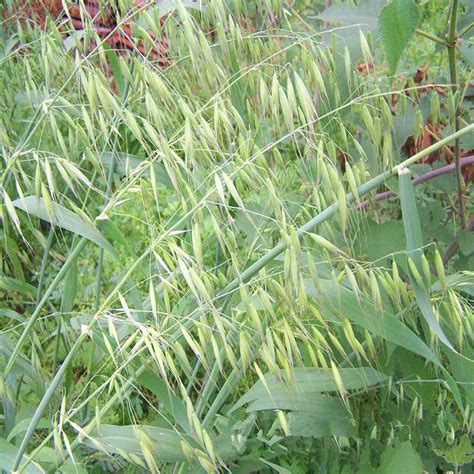 东北三省碱性牧草什么季节种植 种哪些品种-长景园林网