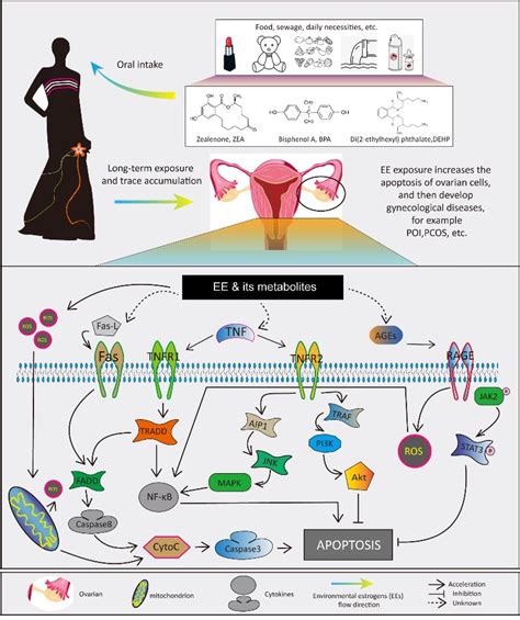 雌激素对中枢能量代谢的影响及其机制的研究进展 - 中华内分泌代谢杂志