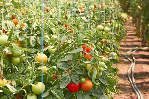 基金项目：江西区域番茄高产栽培技术及模式_植株