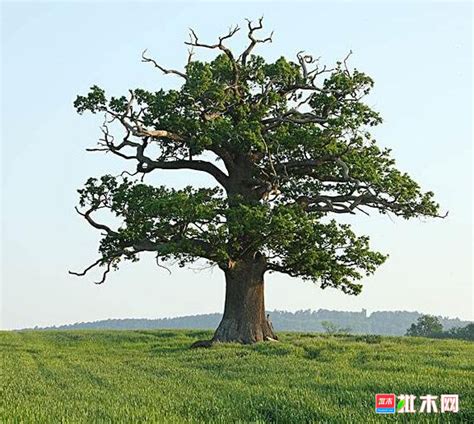 栎树【批木网】 - 木材专题 - 批木网
