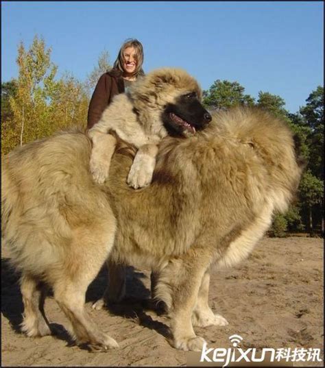 世界上最大的狗：高加索犬被赞“犬中之王”-东北网社会-东北网