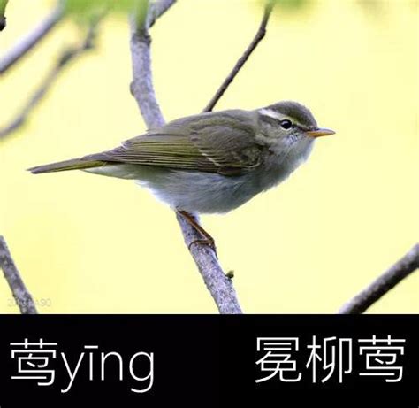 看图识鸟图片