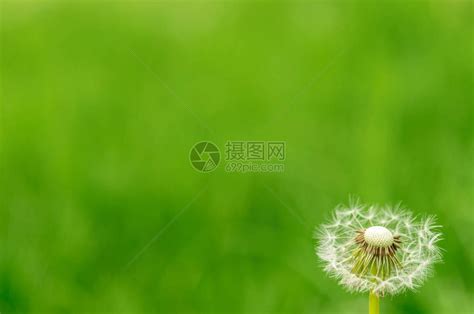 绿草地上的黄花朵阳光明媚的春日高清图片下载-正版图片303507392-摄图网
