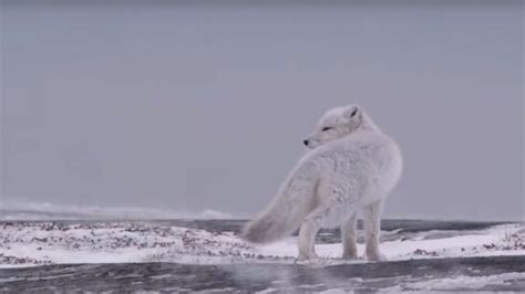 北极狐：大部分分布在北极地区（活动范围囊括北极）_小狼观天下