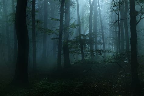 在森林里过夜后的晨雾高清图片下载-正版图片504431196-摄图网