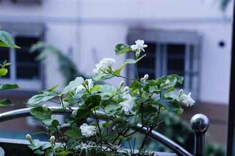 “万里香”花卉养殖知识 - 花卉种植网