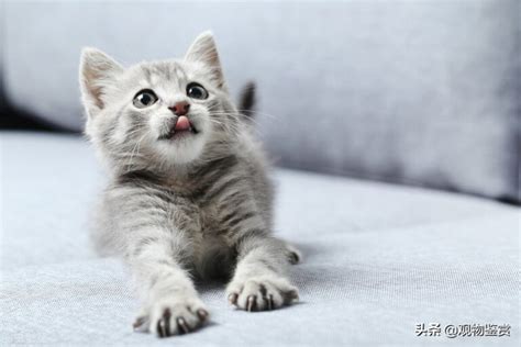 猫奴必学：猫叫声的11种意思|猫咪|叫声|猫_新浪新闻