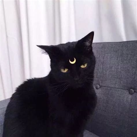 猫猫非主流特效头像
