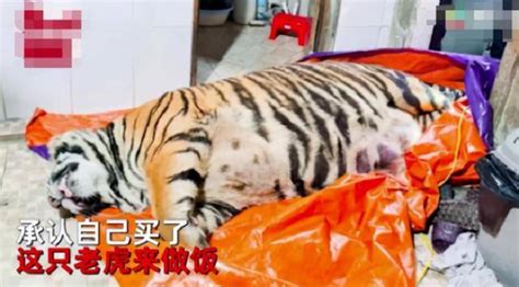越南男子买下250公斤的老虎，准备宰了吃肉，幸好及时被警方发现_保护