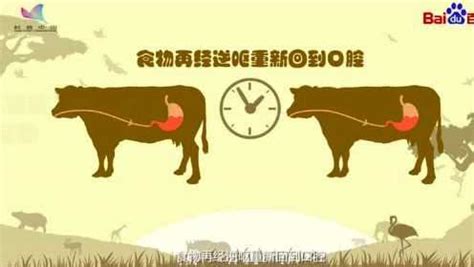 牛反刍的过程