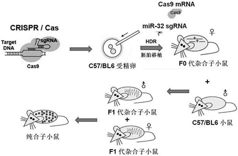 Pnpla3 I148M和Tm6sf2 E167K双突变纯合小鼠模型的构建