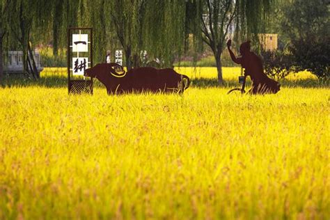 仙居油菜花节持续火热 花田里的童话世界--台州频道
