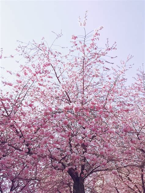 粉色樱花花海树林图片免费下载_PNG素材_编号z2ri950el_图精灵