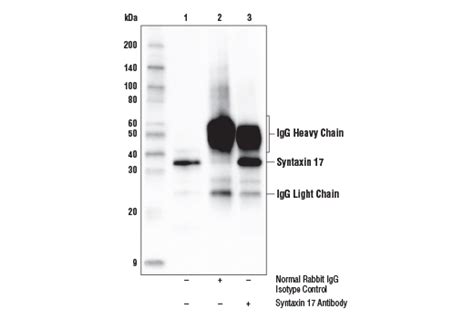 Syntaxin 17 Antibody | Cell Signaling Technology
