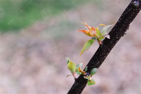 木芽图片