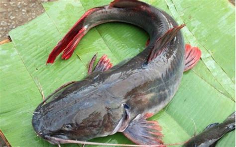 土鲶鱼和大口鲶的区别 - 百科 - 酷钓鱼