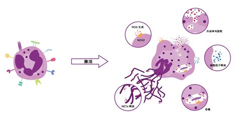 科学网—《细胞报告》：陈文标团队揭示巨噬细胞和中性粒细胞参与营养过剩诱导胰岛β细胞死亡过程的新机制 - 小柯生命的博文