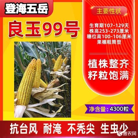 云瑞668玉米品种,兴单106玉米品种,金秋玉45玉米品种简介_大山谷图库
