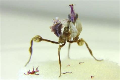 世界上最帅的虫子：螳螂之王魔花螳螂(外表美丽体型独特)_奇趣解密网