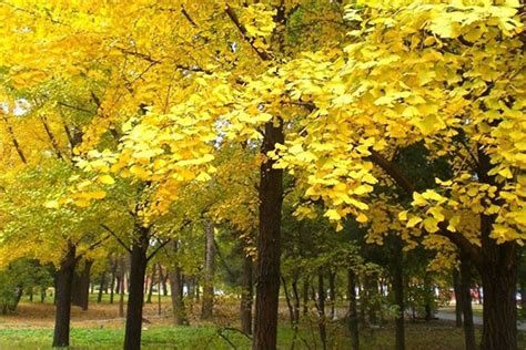 中国第一银杏树-园林杂谈-长景园林网